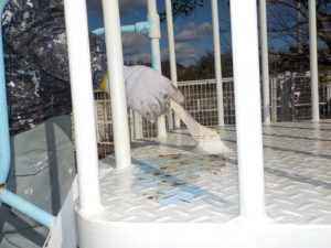 奈半利町　公園　遊具塗装工事　下塗（錆止め）